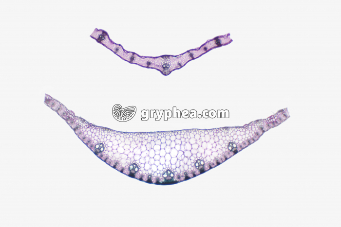 Feuilles de Blé et de Maïs - étude comparative CT x7 - gryphea.com